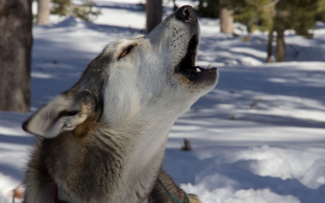 Videos: Dogs React to Recorded Wolf Howls