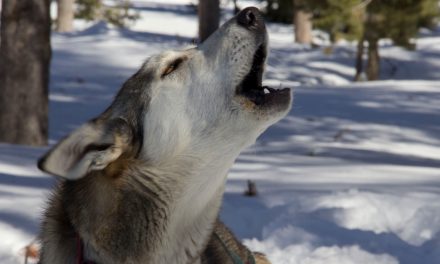 Videos: Dogs React to Recorded Wolf Howls