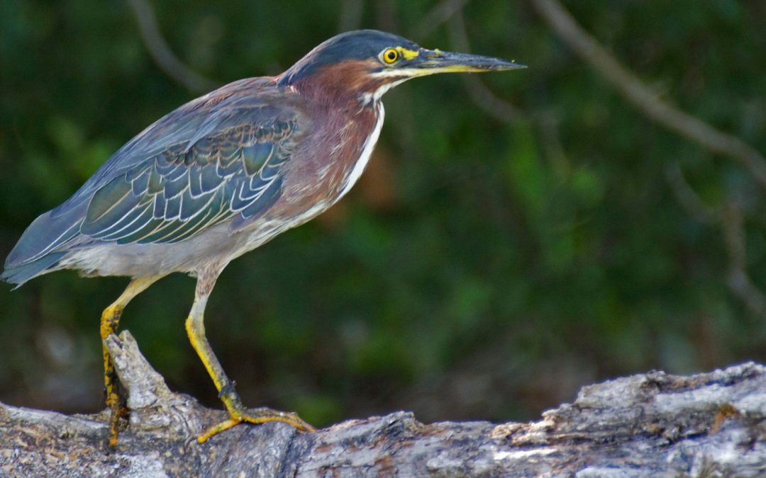 Video: A Green Heron Fishes with Bread Bait