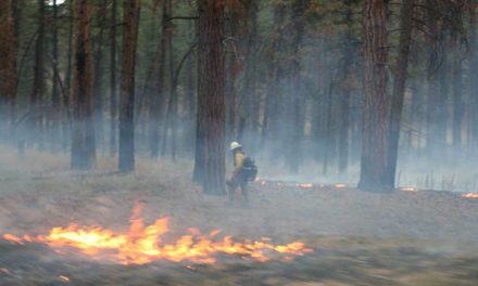 Climate Change and Wildfire Risk: Will Future Forests Be Treeless?