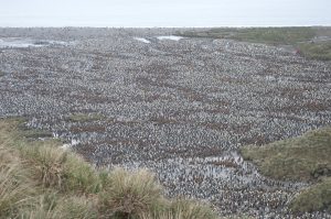 Penguin colony, Falkland Islands