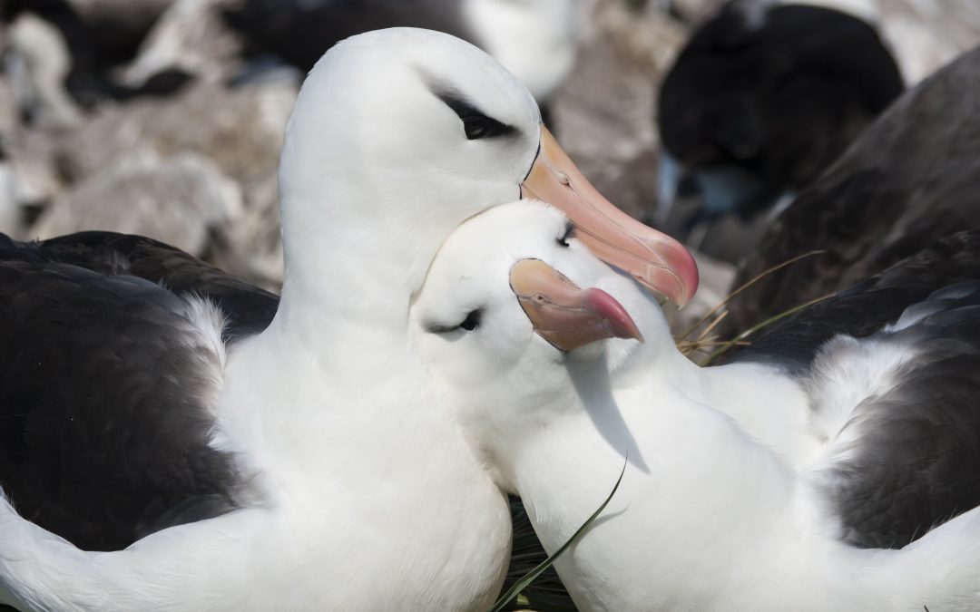Inside Antarctica: A Trip Like No Other – The Falklands and South Georgia Island