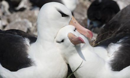 Inside Antarctica: A Trip Like No Other – The Falklands and South Georgia Island