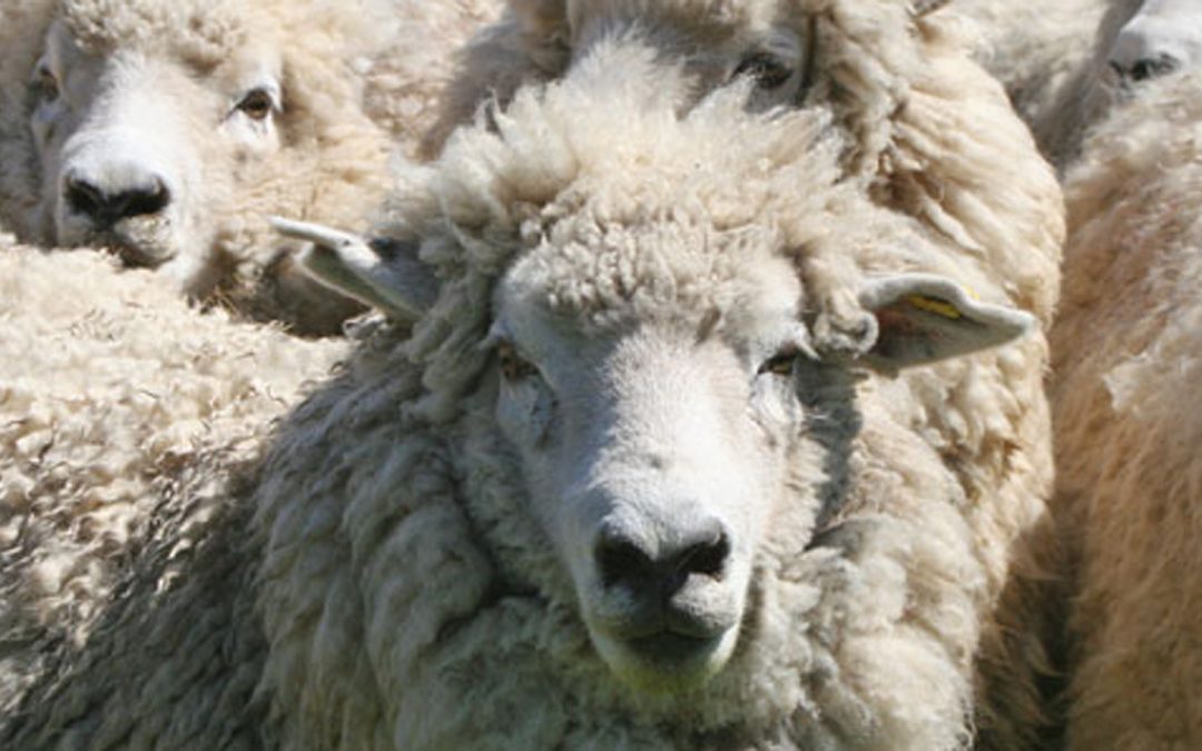 Video: The Top 25 Most Intelligent Nonhuman Animals