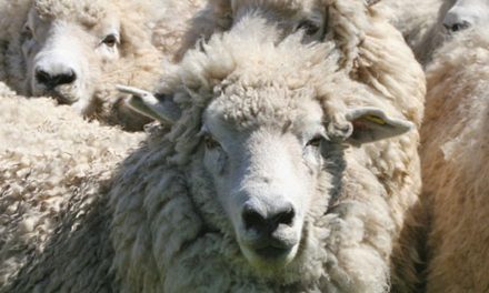 Video: The Top 25 Most Intelligent Nonhuman Animals