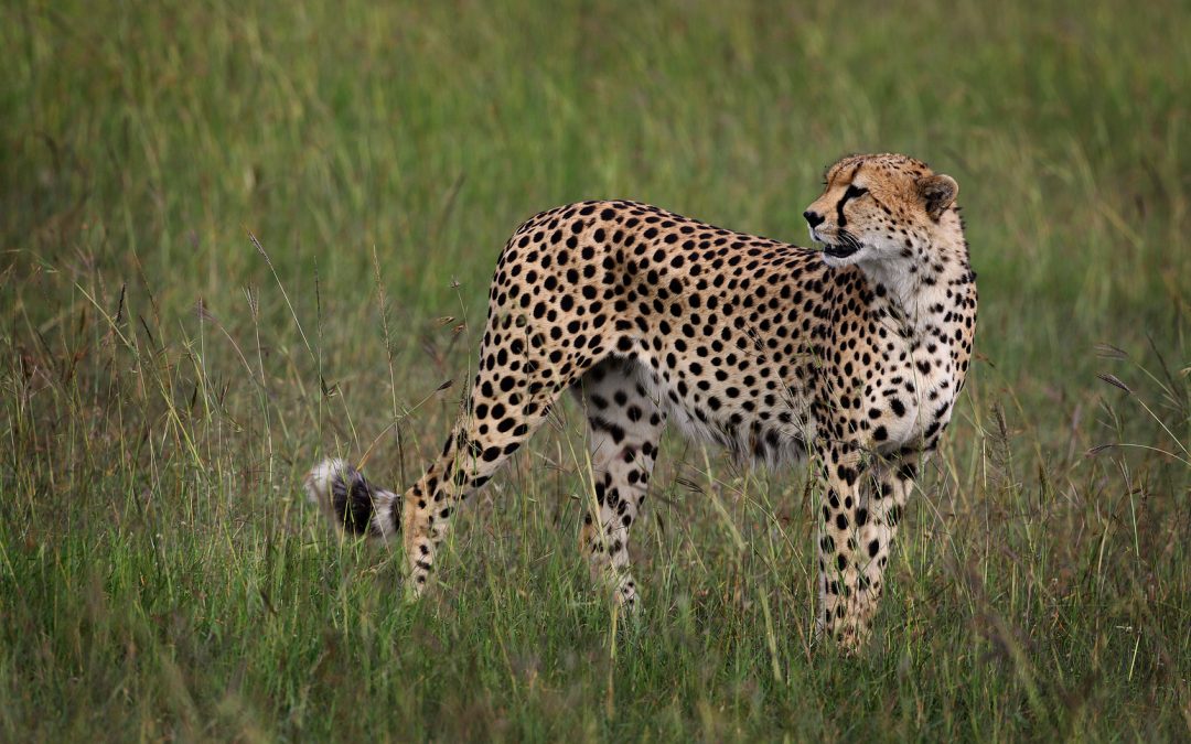 East Africa vs. Southern Africa: How to Choose for your Safari