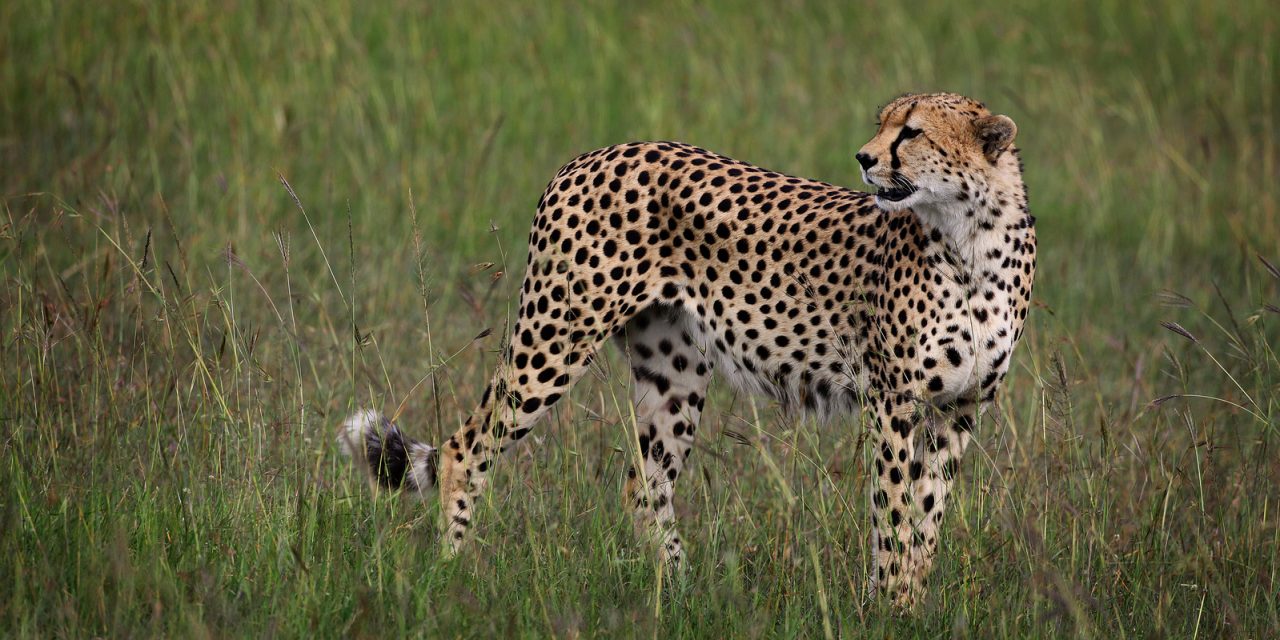 East Africa vs. Southern Africa: How to Choose for your Safari