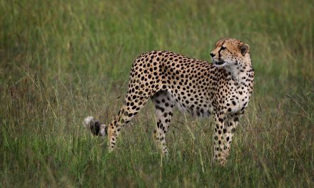 East Africa vs. Southern Africa: How to Choose for your Safari