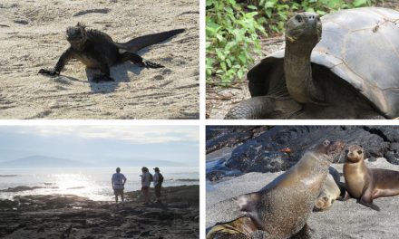 Top Four Experiences in the Galapagos