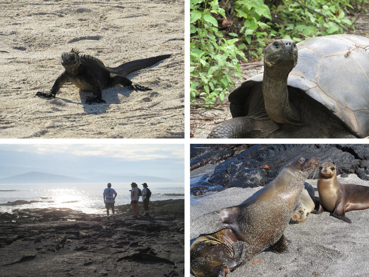 galapagos islands, turtle, iguana, seals