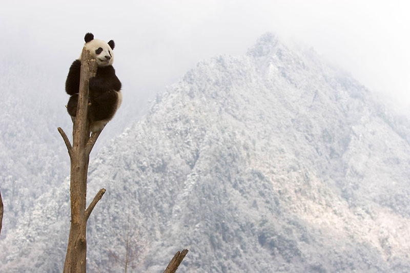 Ten Interesting Facts about Giant Pandas