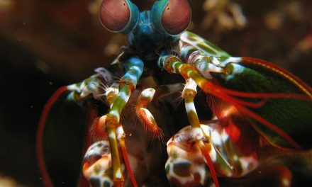 6 of Natue’s Most Intriguing Creatures