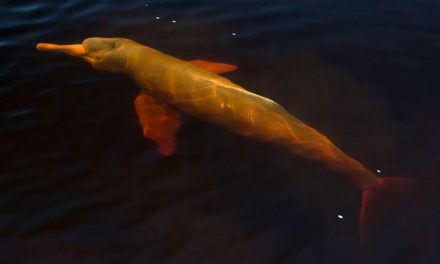 Five Myths about Amazon River Dolphins