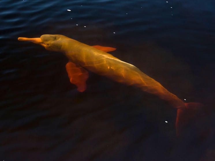 Five Myths about Amazon River Dolphins