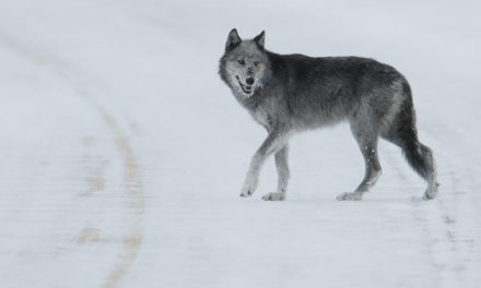 Ten Interesting Facts about Gray Wolves
