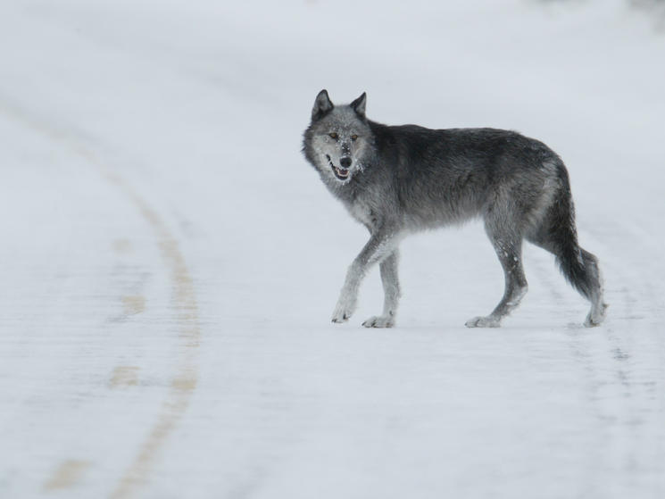 Ten Interesting Facts about Gray Wolves
