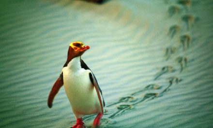 Where in the World You Can See Penguins