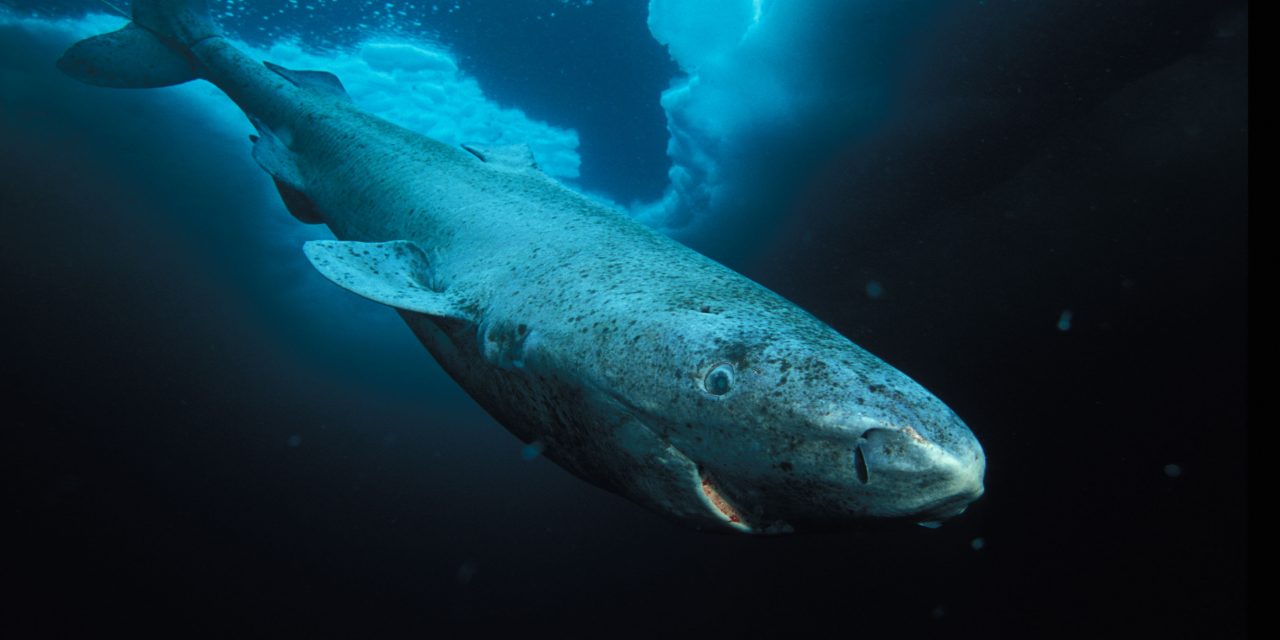 Tagging Greenland sharks, the “Jaws of the North”