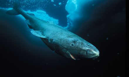 Tagging Greenland sharks, the “Jaws of the North”