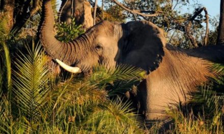 Ten Wild Facts about the “Big Five”
