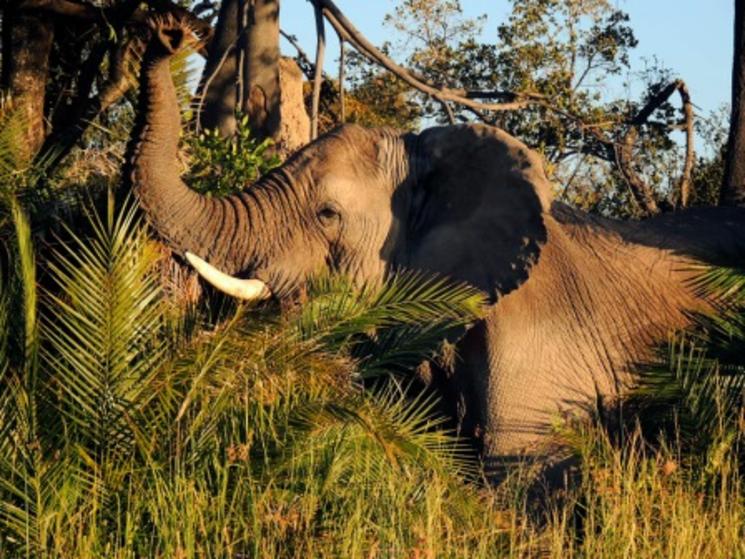 Ten Wild Facts about the “Big Five”