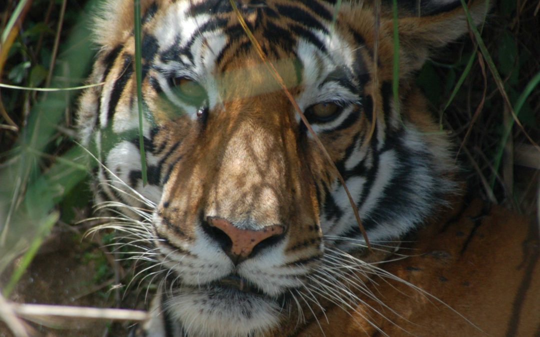 Know Before You Go: Test your Tiger IQ before Travel to India