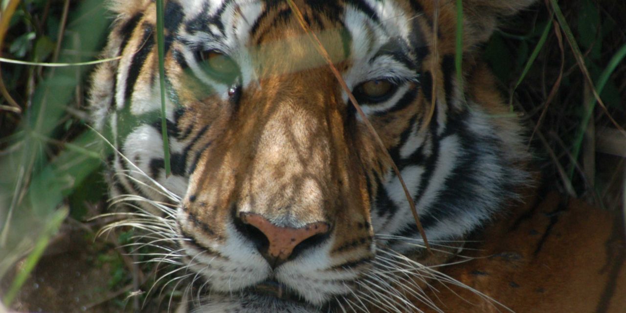 Know Before You Go: Test your Tiger IQ before Travel to India