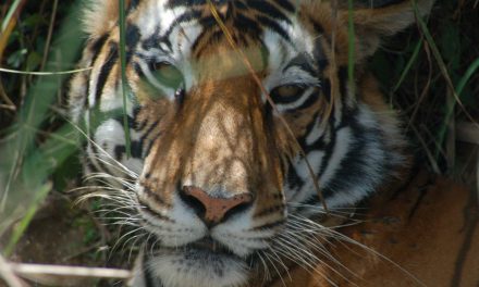 Know Before You Go: Test your Tiger IQ before Travel to India