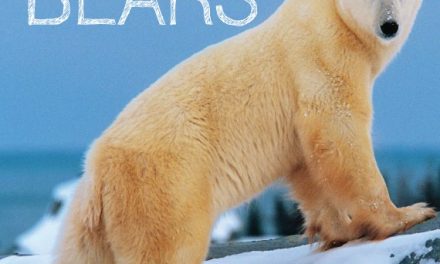 A Field Guide to Polar Bears