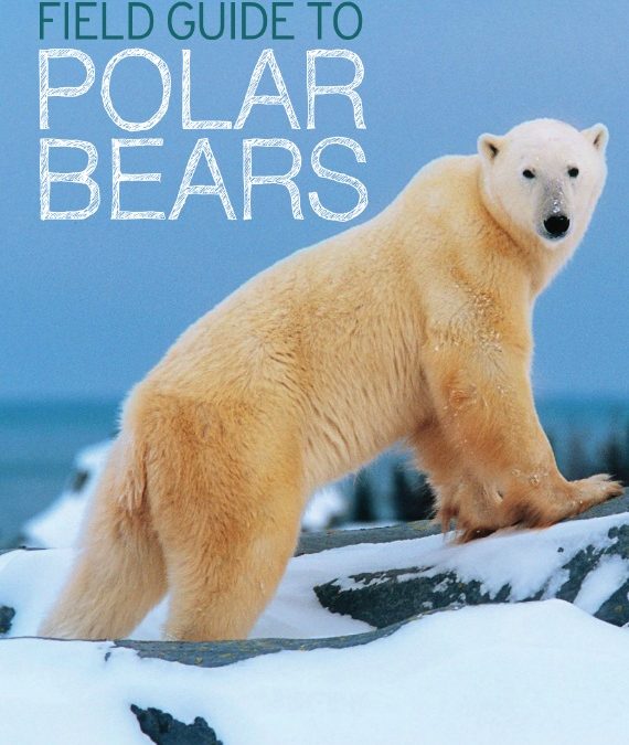 A Field Guide to Polar Bears