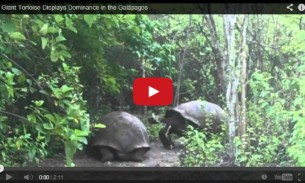 Video of the Week: Giant tortoise displays dominance in the Galapagos