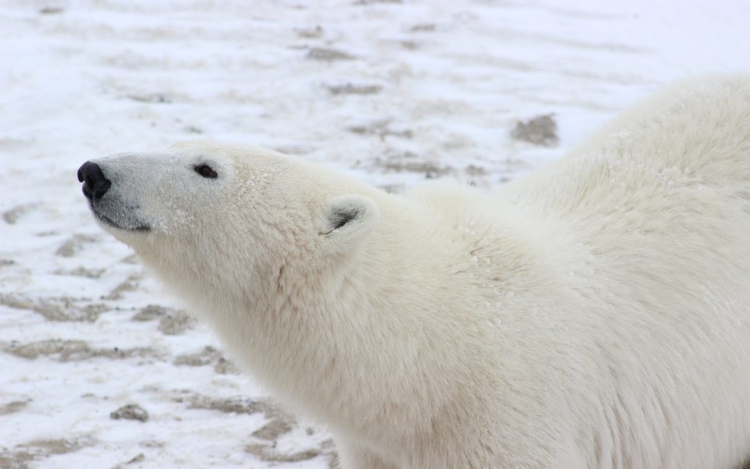 What's in Your Daypack: Churchill Edition