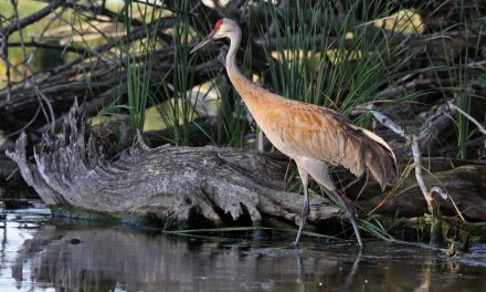Fighting the Keystone XL Pipeline: Right Issue or Wrong War?