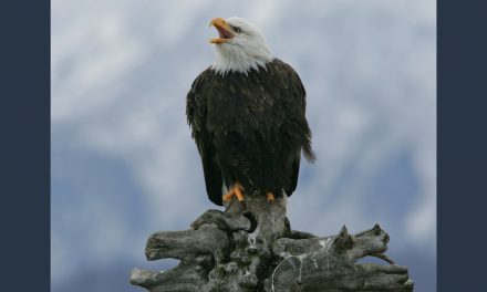 California Is the First State to Ban Lead Ammunition: Should All States Follow Suit?