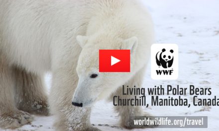 Video of the Week: Living with Polar Bears