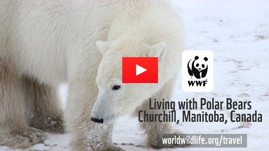 Video of the Week: Living with Polar Bears