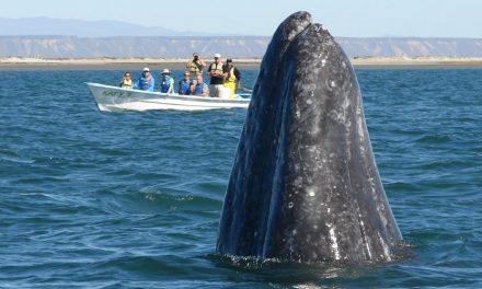 Banner Year for Whales in Baja!