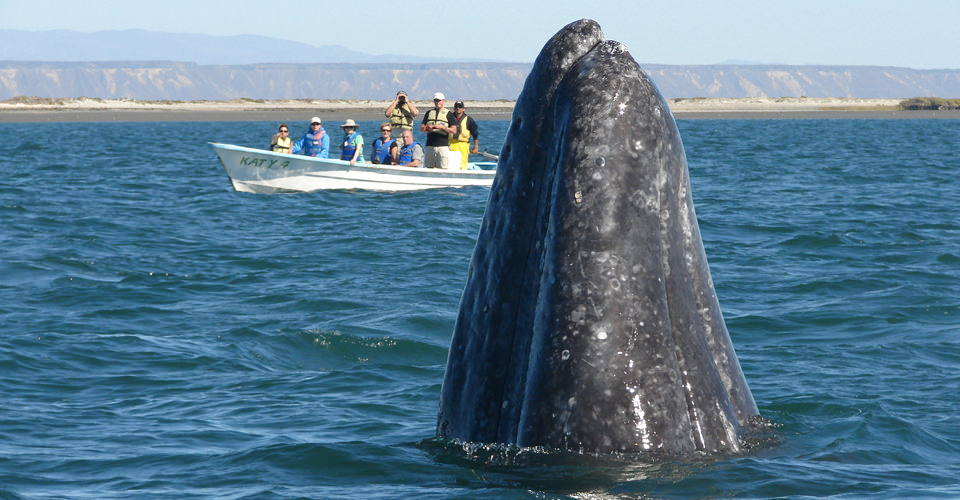 Banner Year for Whales in Baja!