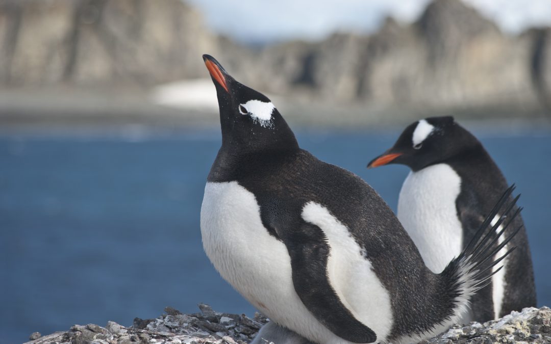 Inside Antarctica: Penguins, The Stars of the Show