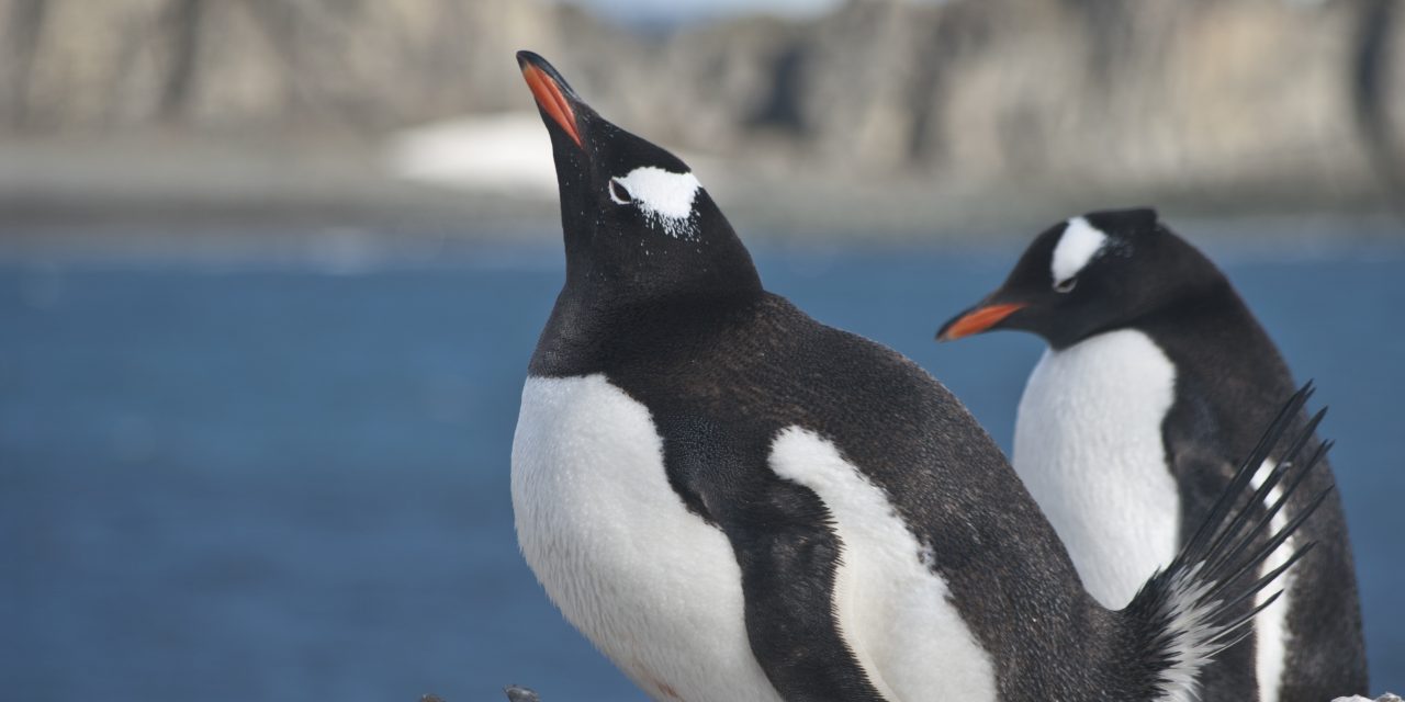 Inside Antarctica: Penguins, The Stars of the Show