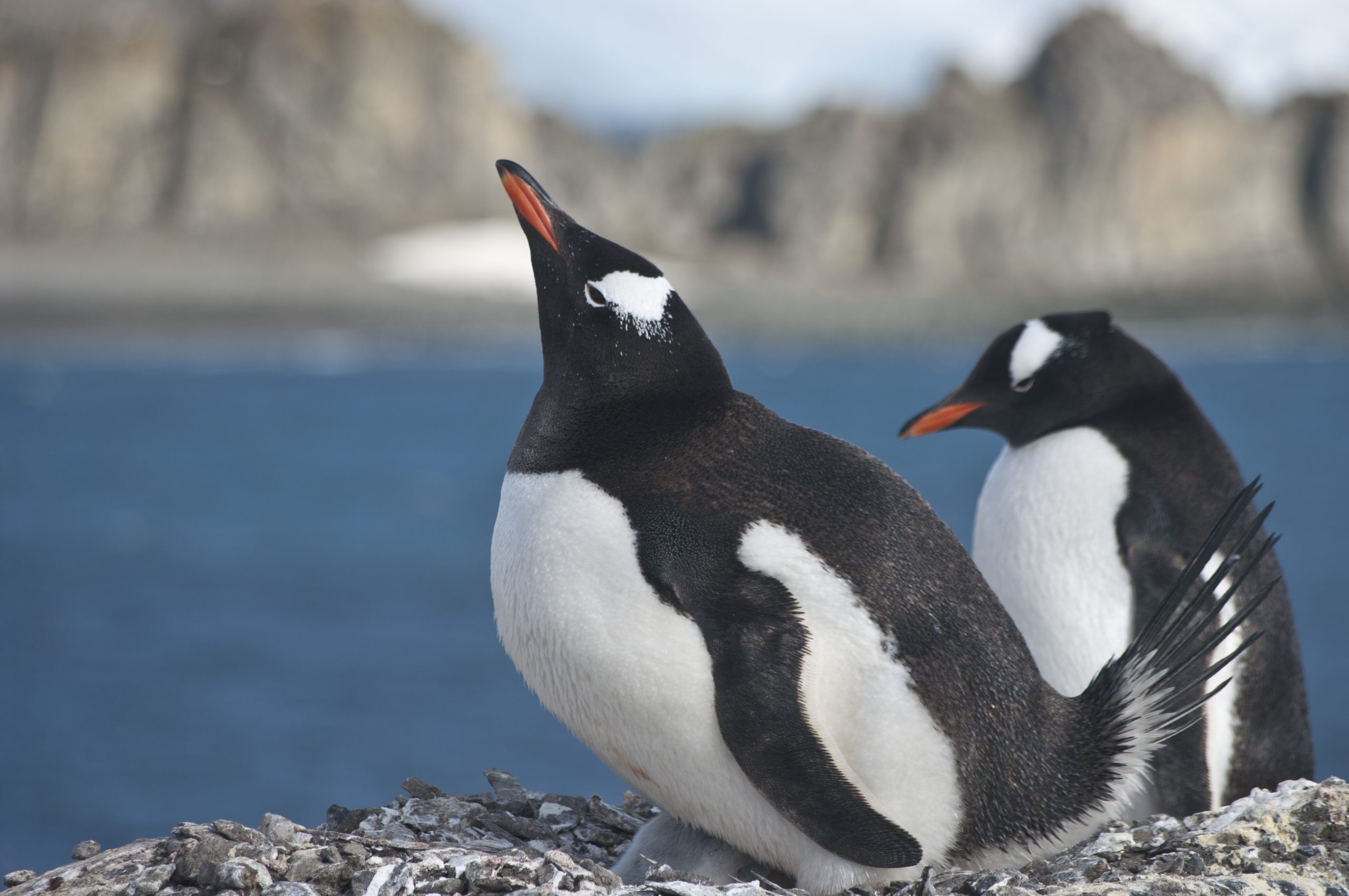 gentoo penguin, Antarctica