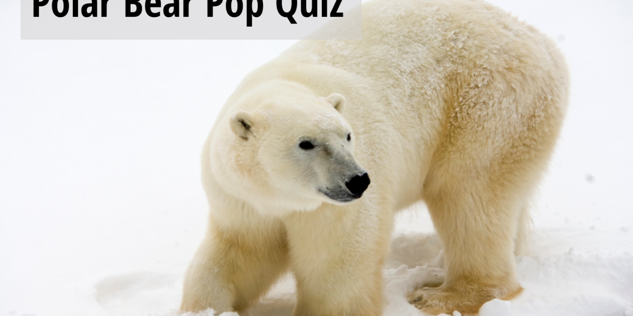 Know Before you Go: Test your Polar Bear IQ