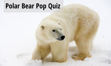 Know Before you Go: Test your Polar Bear IQ