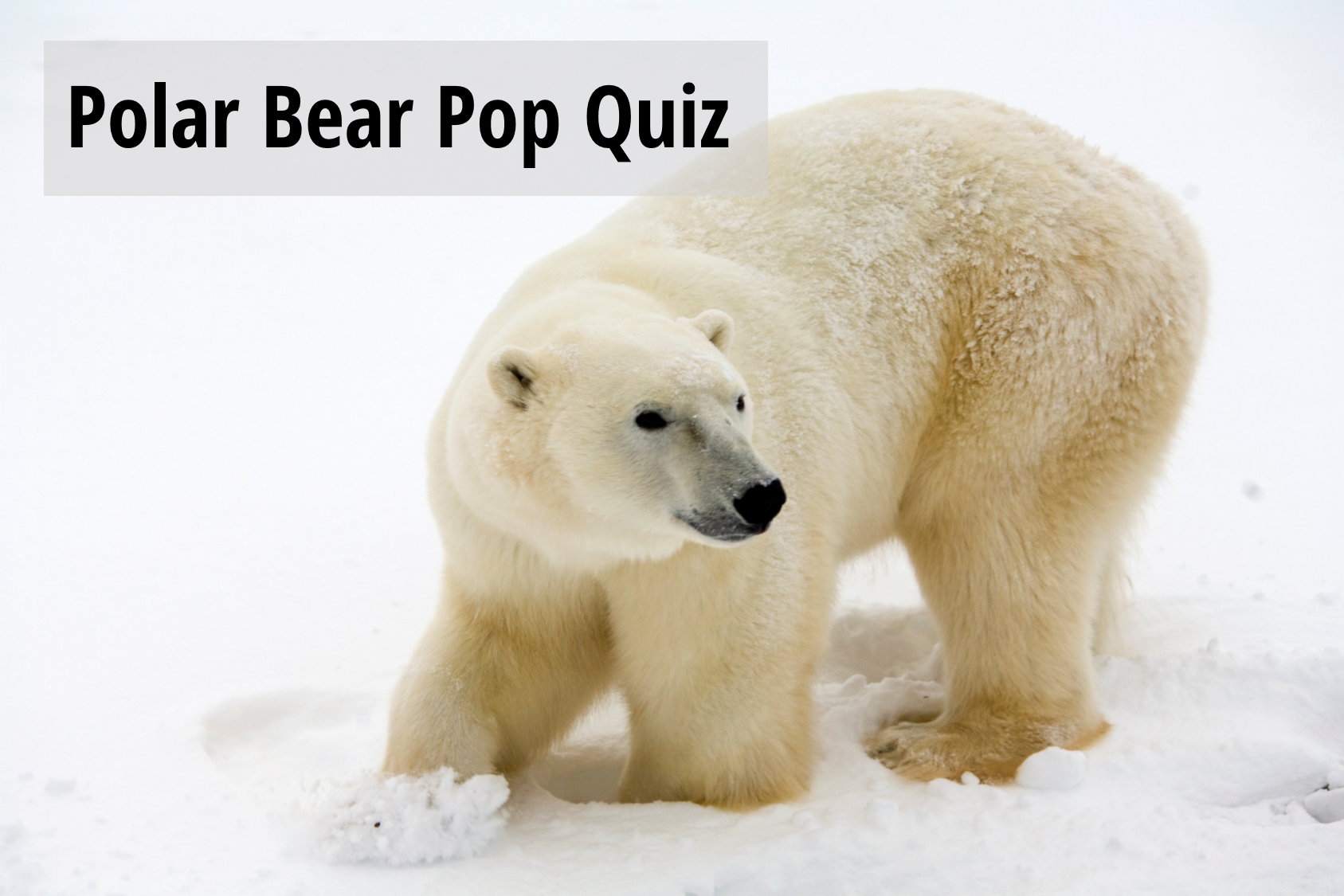 polar bear pop quiz