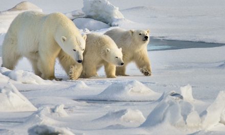 Google Hangout with WWF: All About Polar Bears