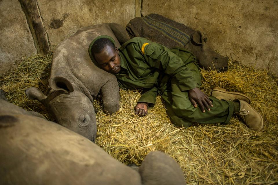 Baby rhino sleeps with park ranger
