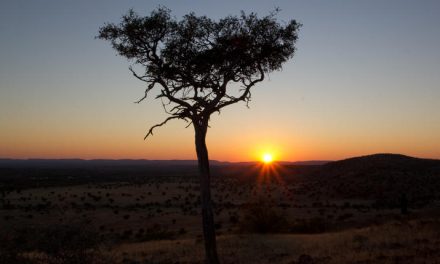 Tracking Rhinos in the Namibian Desert: A Diary