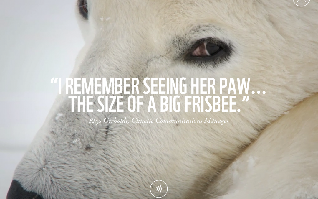 7 Ways You Can Help the Polar Bears’ Plight