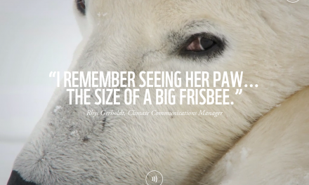 7 Ways You Can Help the Polar Bears’ Plight