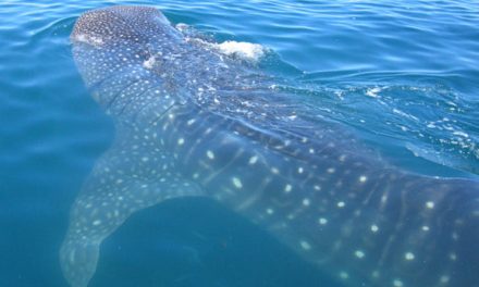 Ten Fascinating Whale Shark Facts